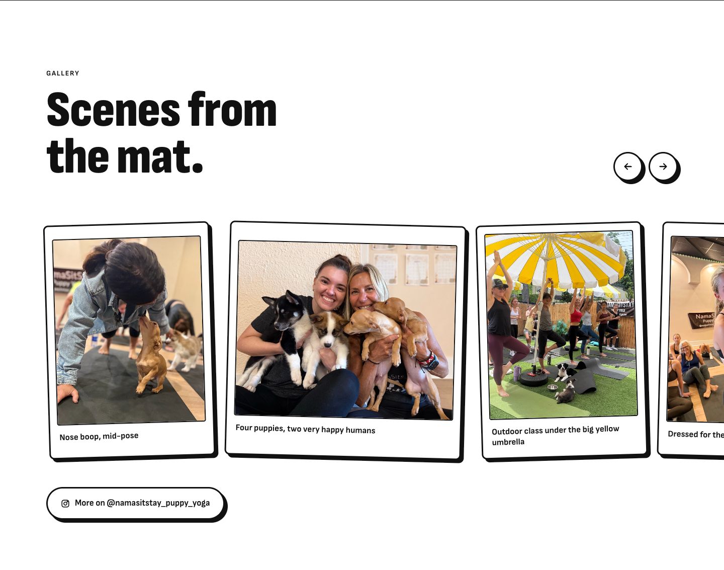 The photo gallery: tilted polaroid frames of puppies and students on yoga mats